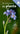 Mic determinator de plante