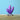 Alge Violet